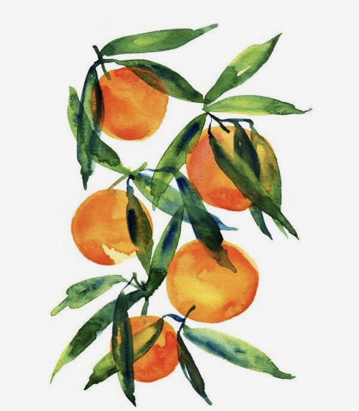 Мандарин акварелью