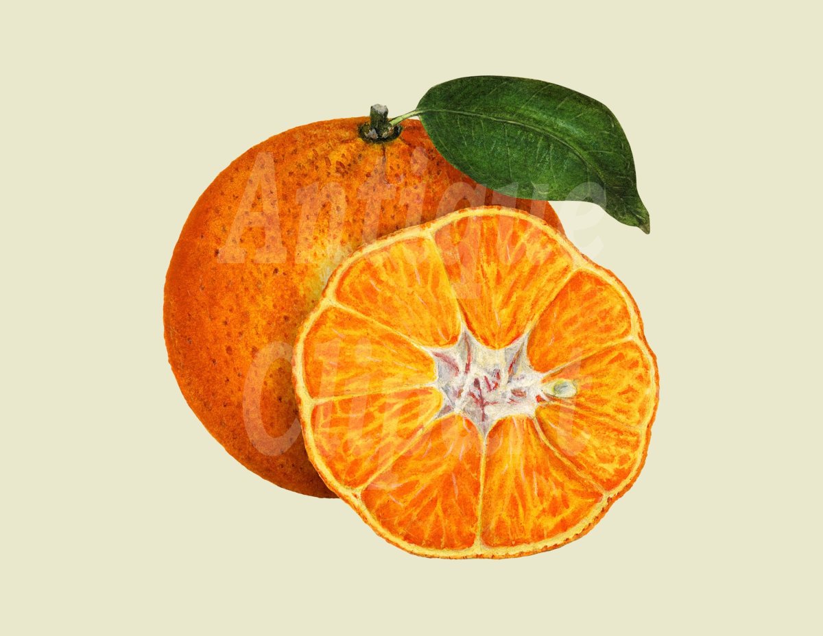 Мандариновая долька рисунок