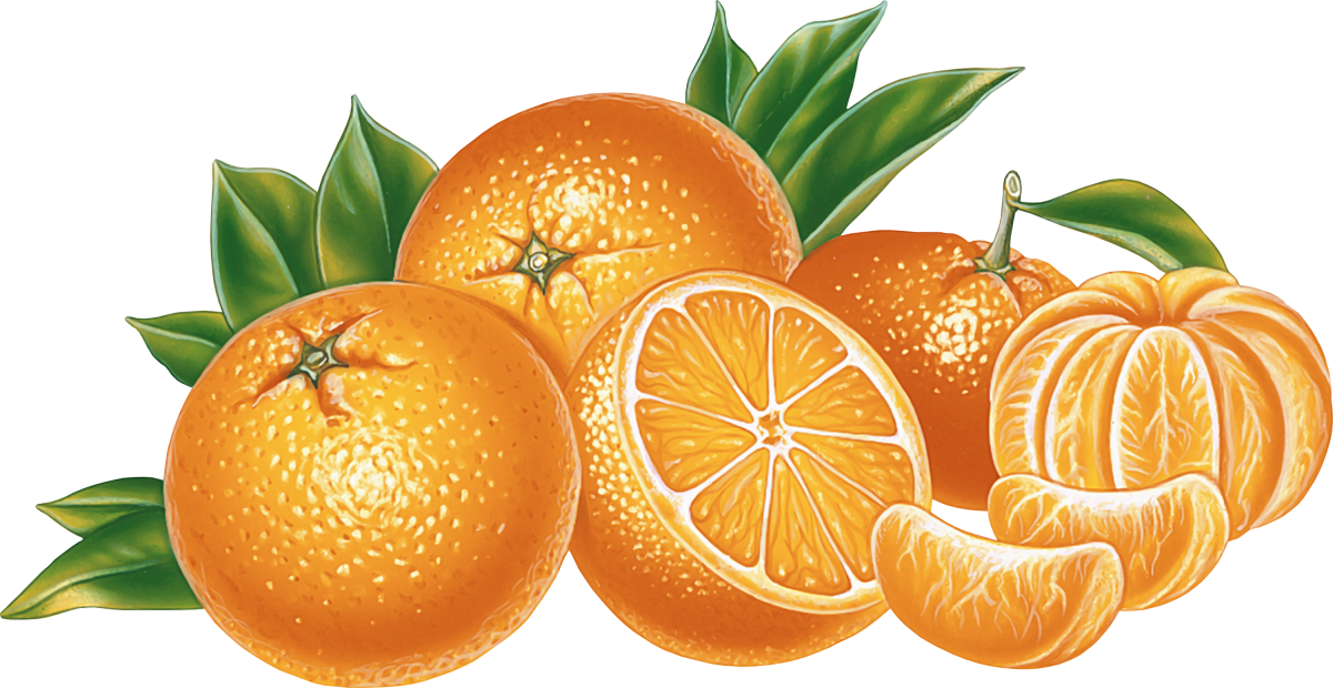 Апельсин вектор