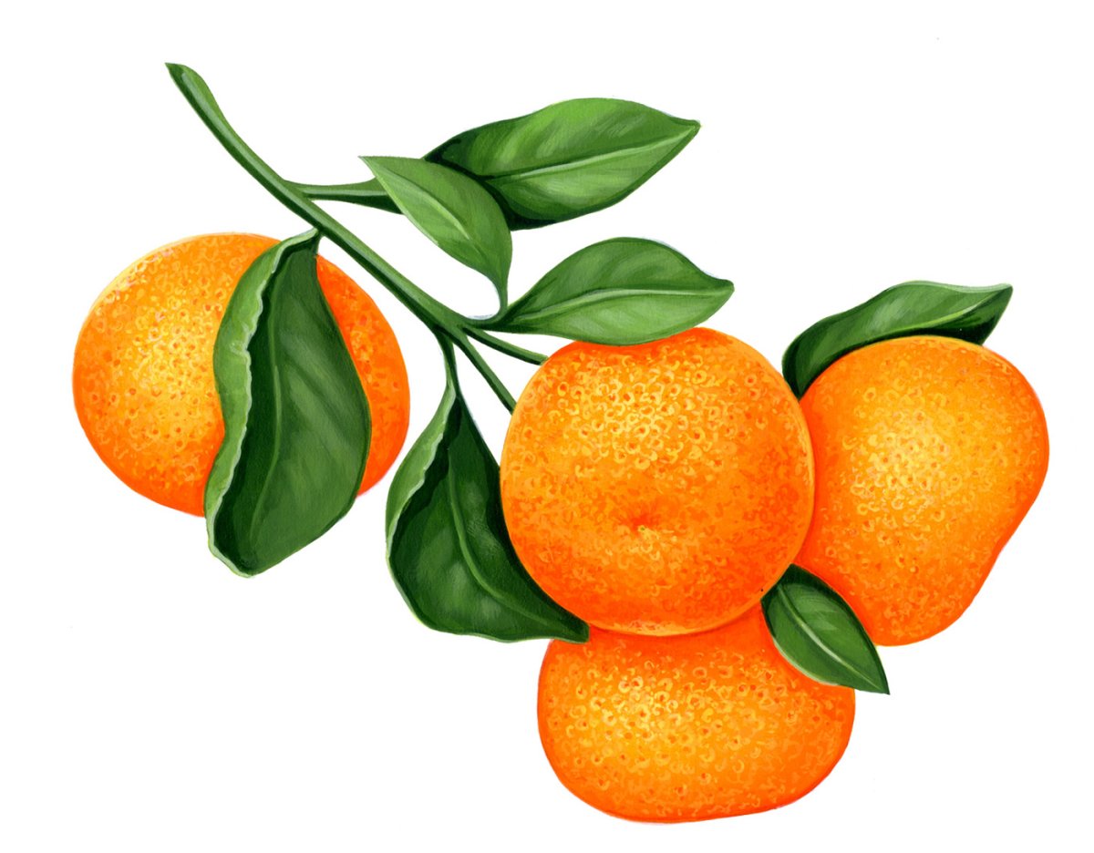 Мандарин на прозрачном фоне