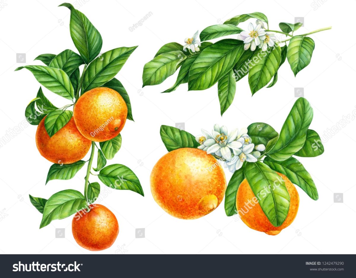 Апельсиновая ветка Векторная иллюстрация
