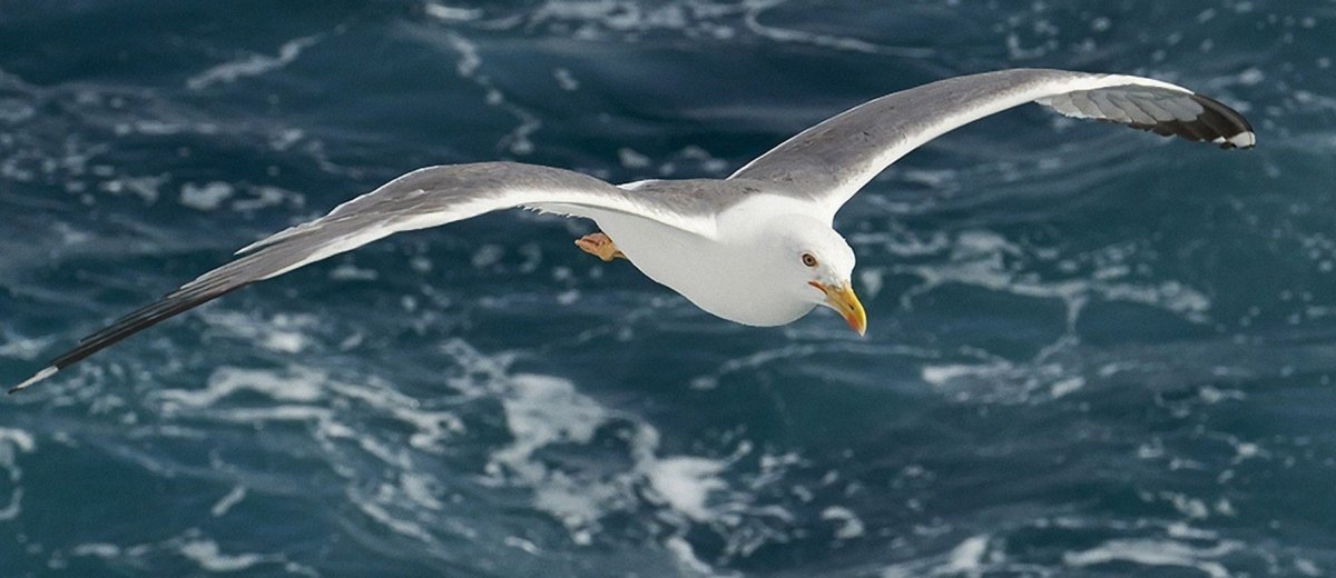 Чайка Буревестник