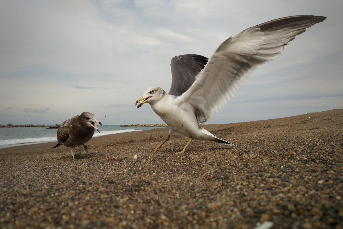 Альбатрос Крым птица
