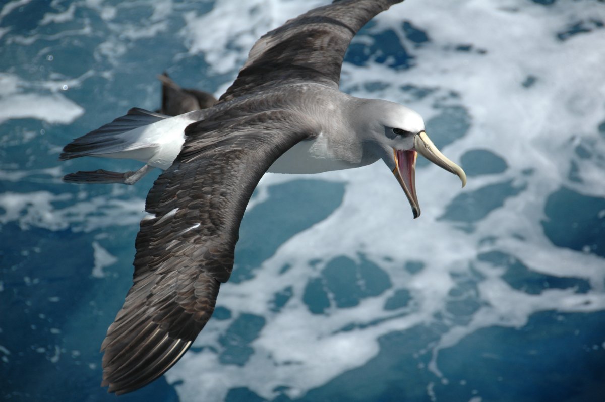 Альбатрос Буревестник