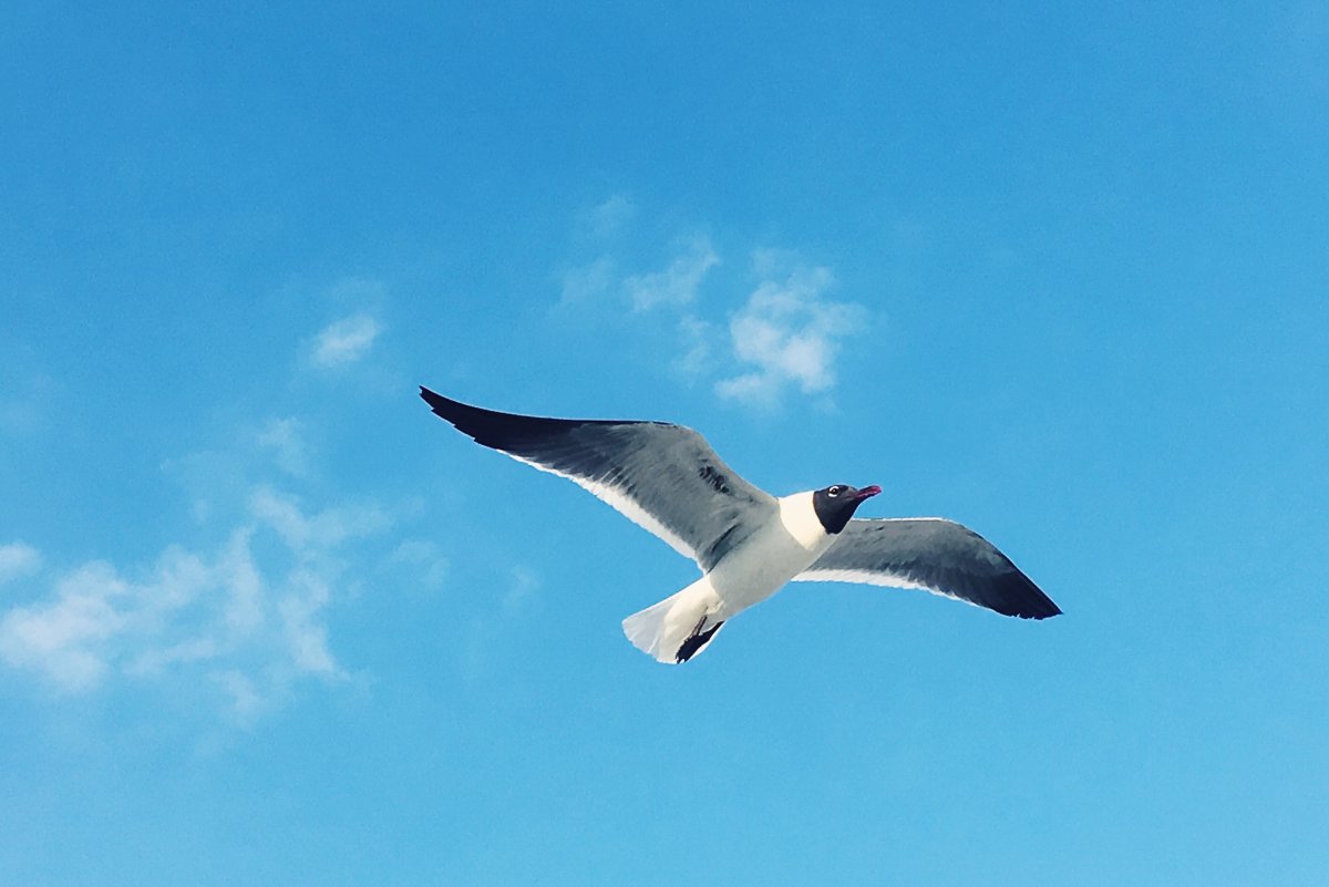 Чайка Буревестник Альбатрос