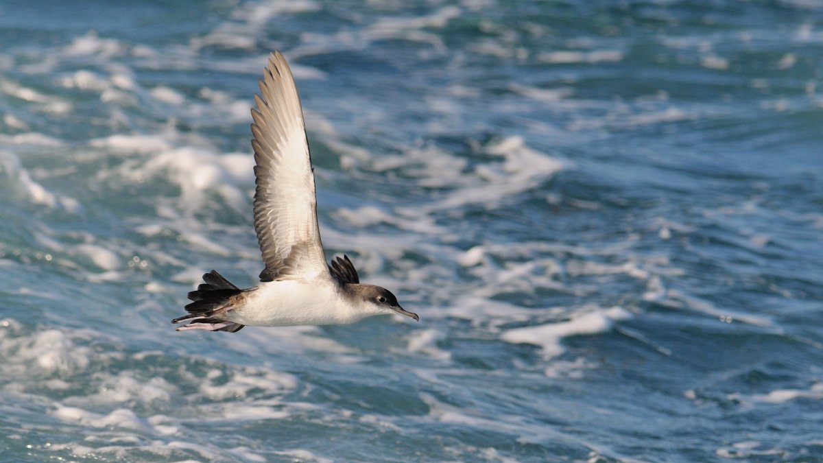 Балеарский Буревестник