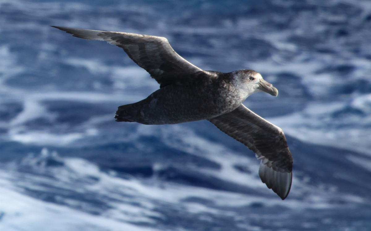 Антарктический Буревестник