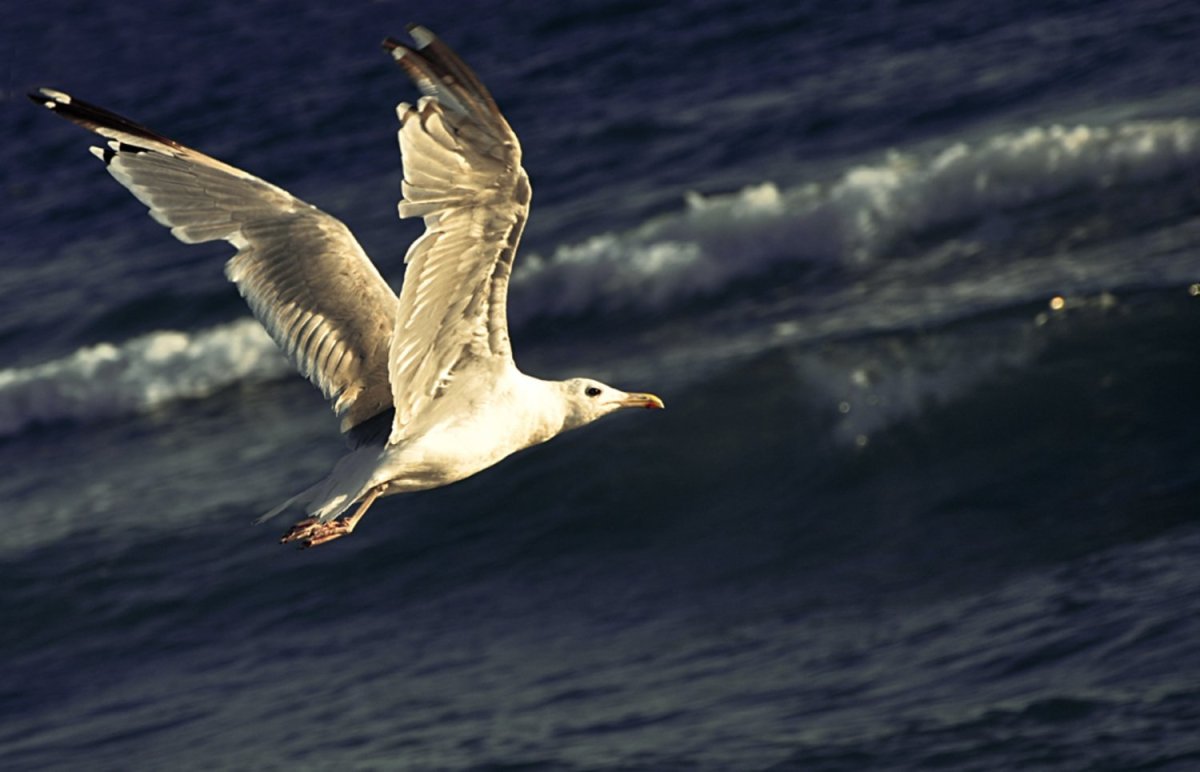 Чайка Буревестник