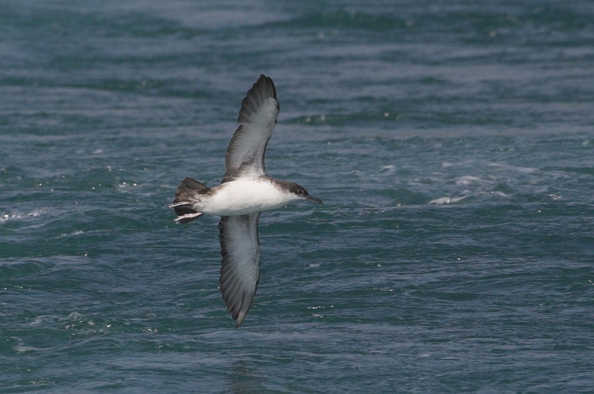 Левантский Буревестник