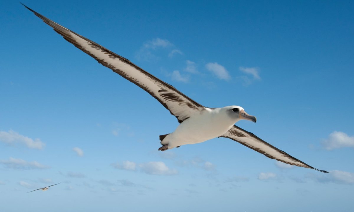 Размах крыльев Буревестника и Альбатроса