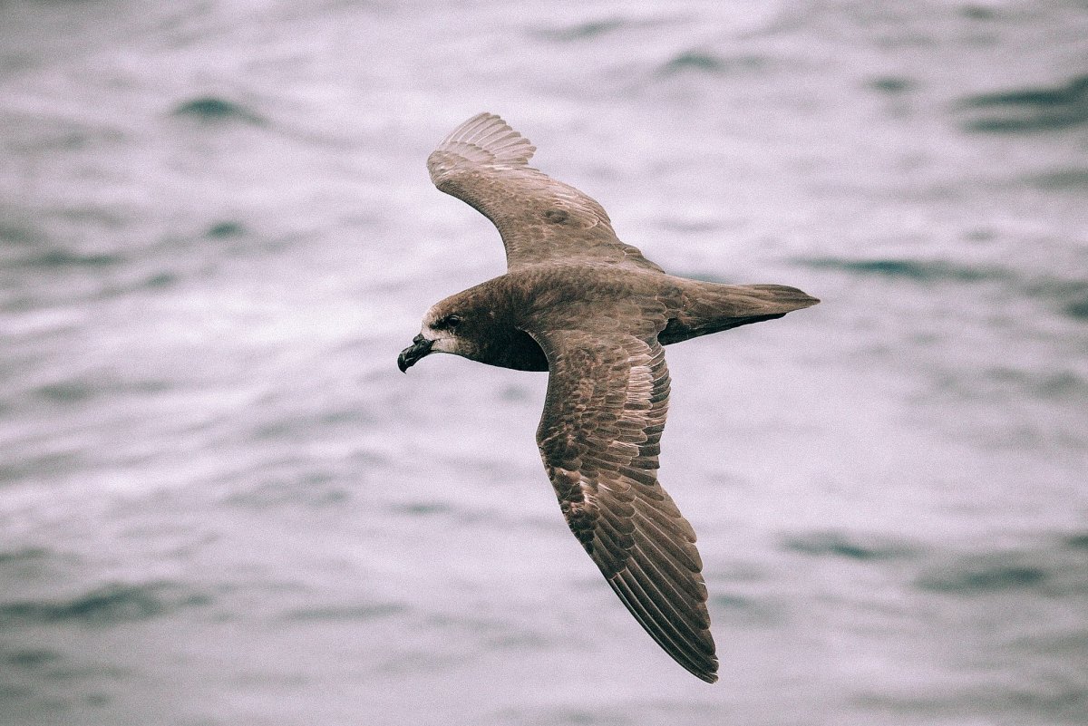 Puffinus griseus серый Буревестник