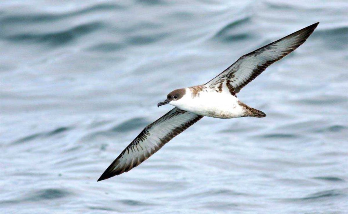 Птицы черного моря Буревестник