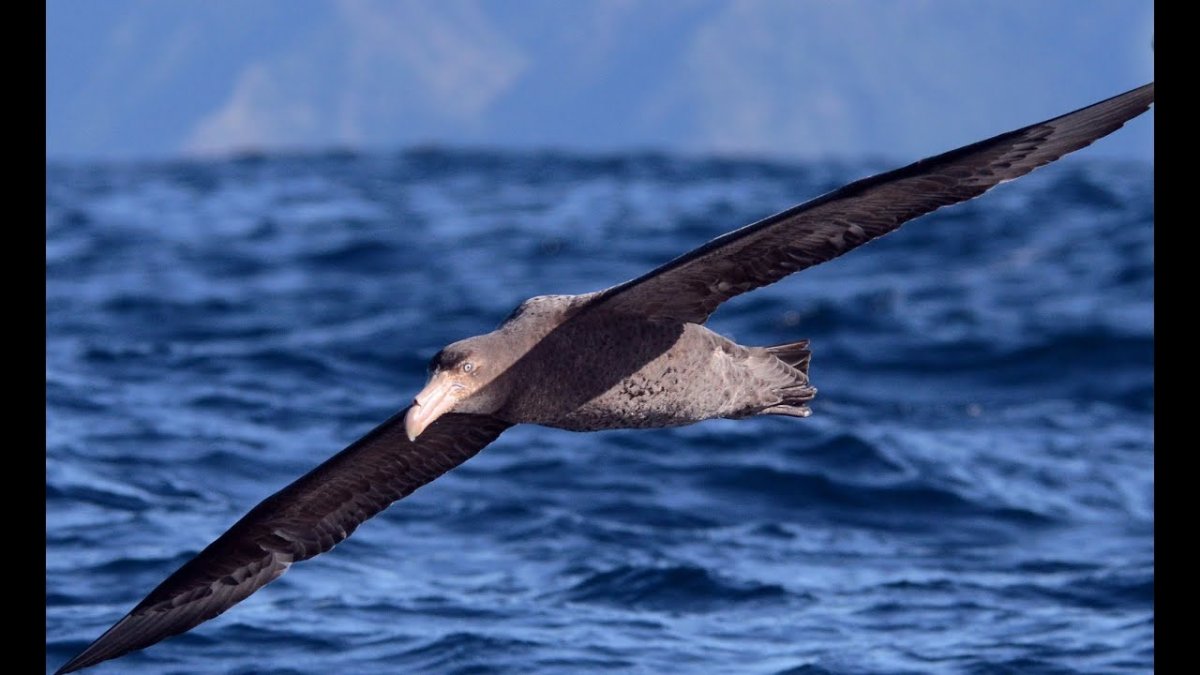 Северный гигантский Буревестник