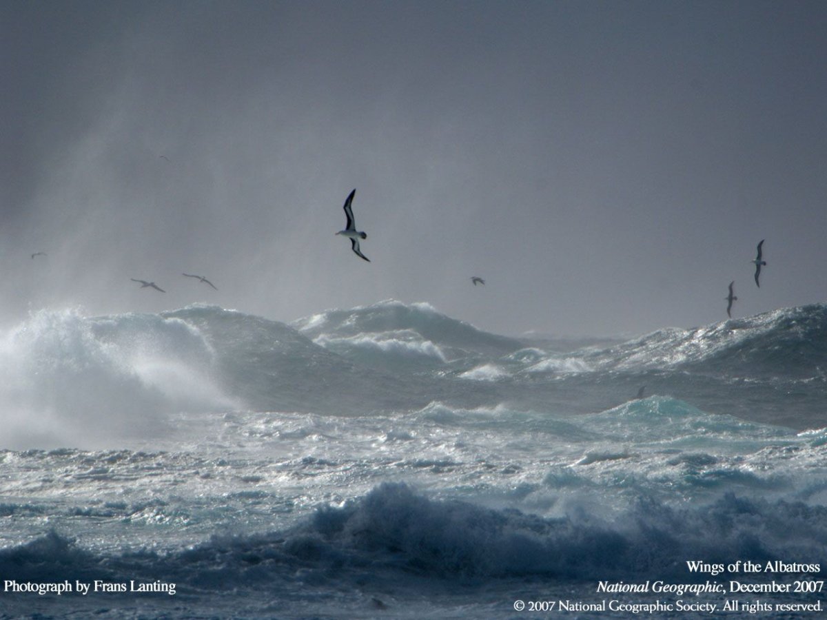 Чайки в шторм