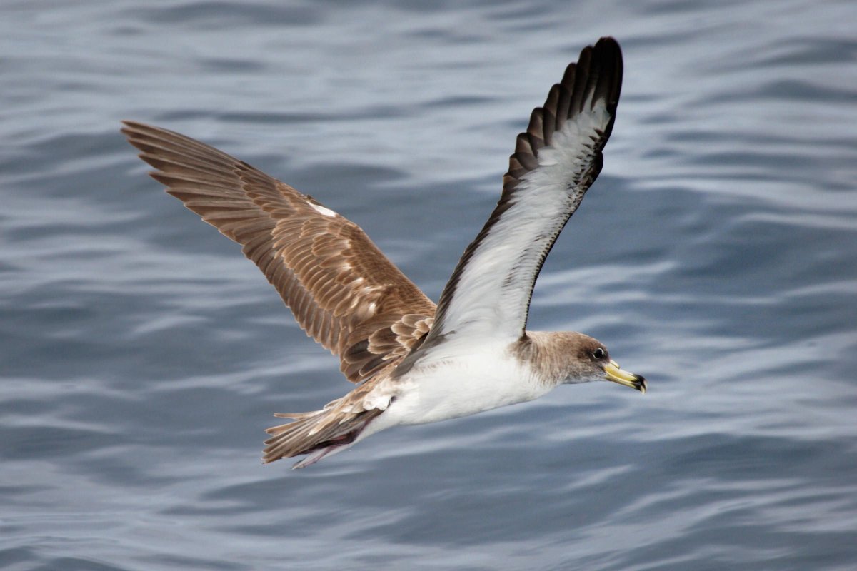 Буревестник цветок