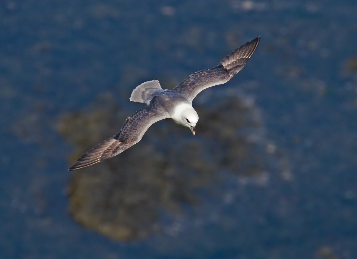 Птицы над морем