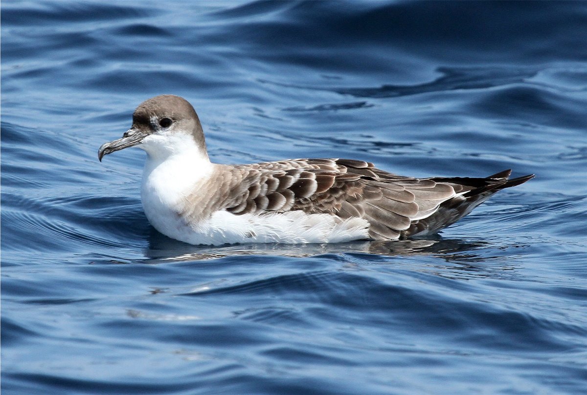 Вестландский Буревестник