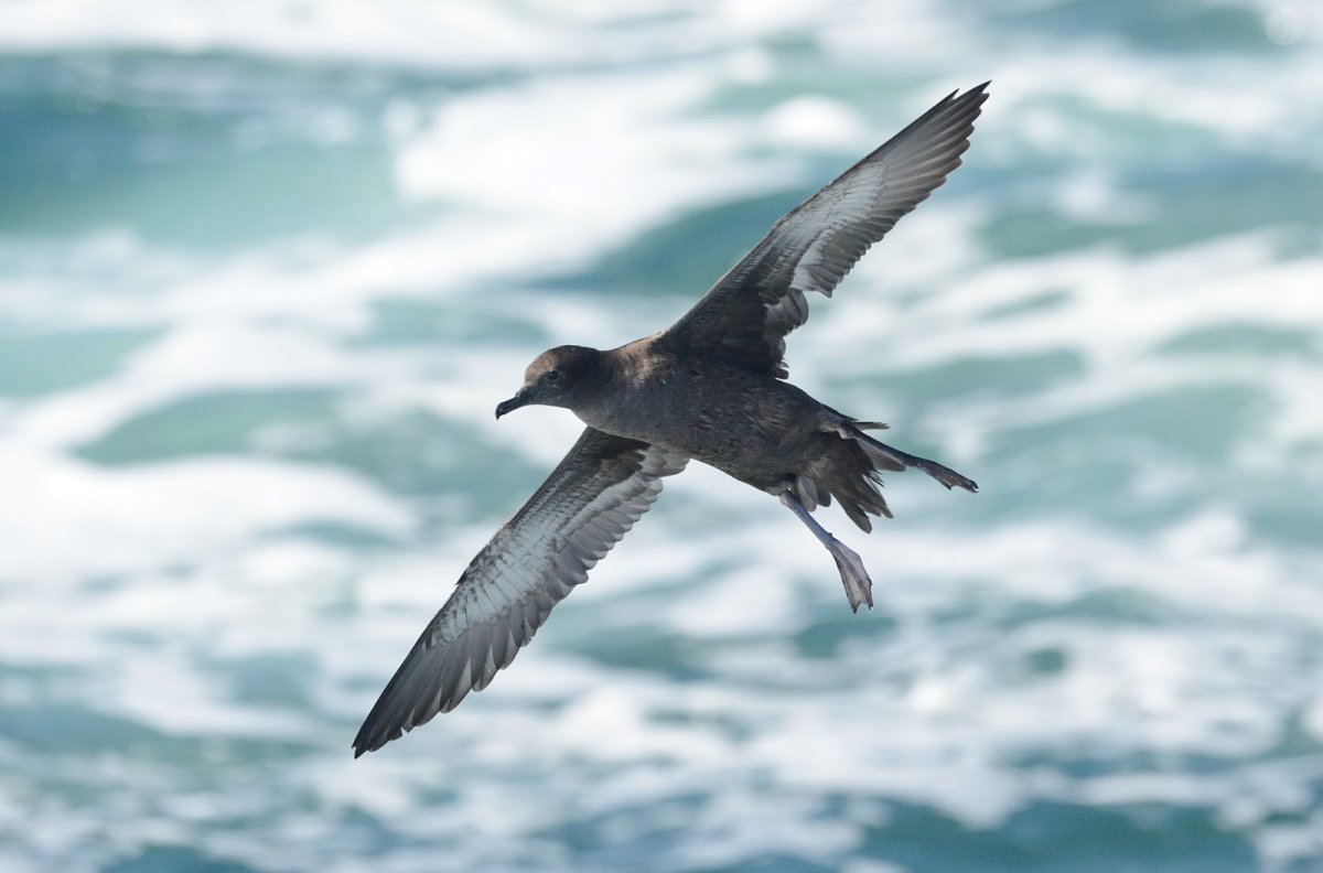 Атлантический Альбатрос