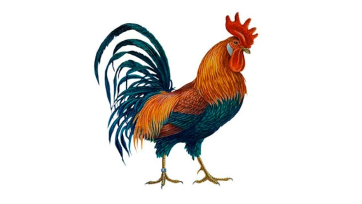 Петух и краски на прозрачном фоне