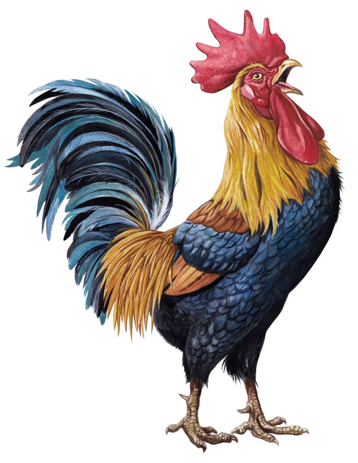 Петух рисунок