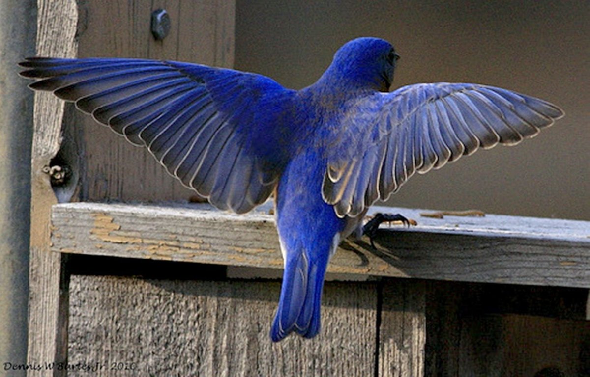 Птица счастья