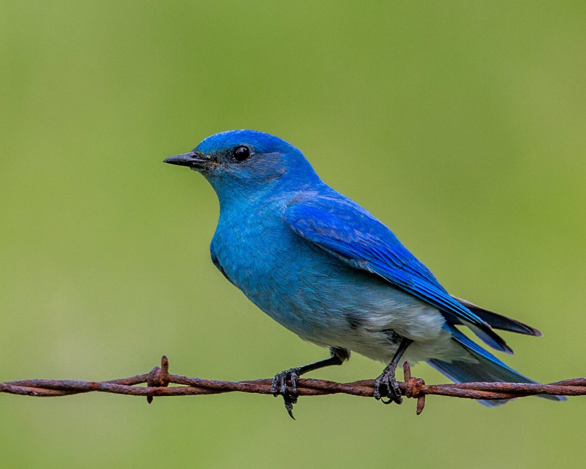 Сказочная синяя птица