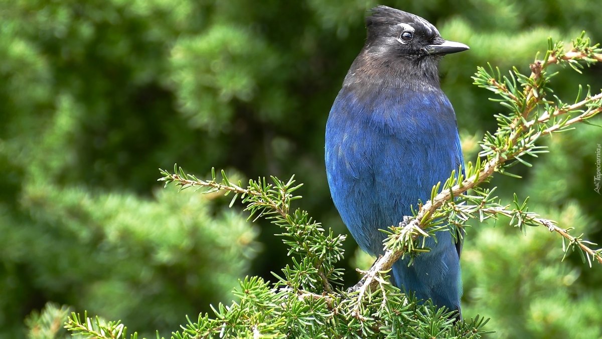 Эмблема фестиваля синяя птица