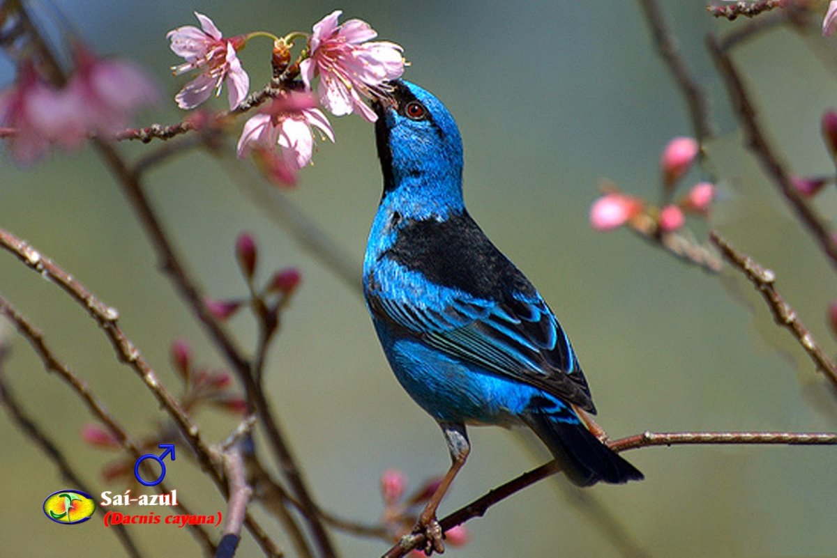 Стеллерова Сойка