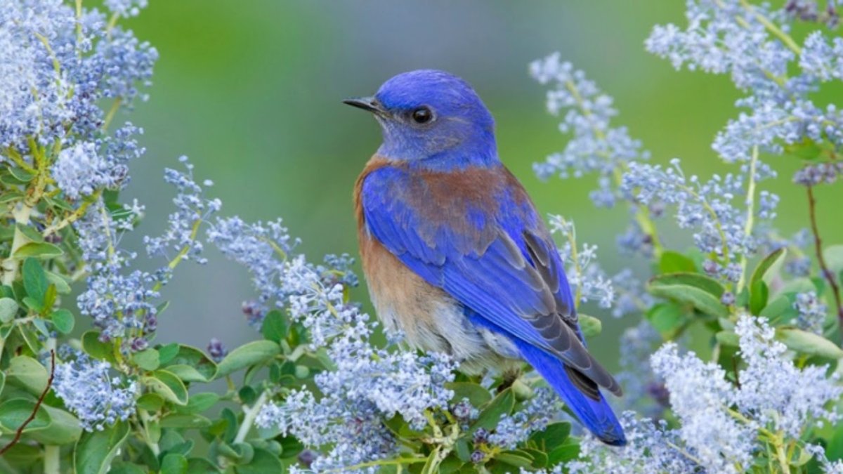 Бирюзовый овсянковый Кардинал