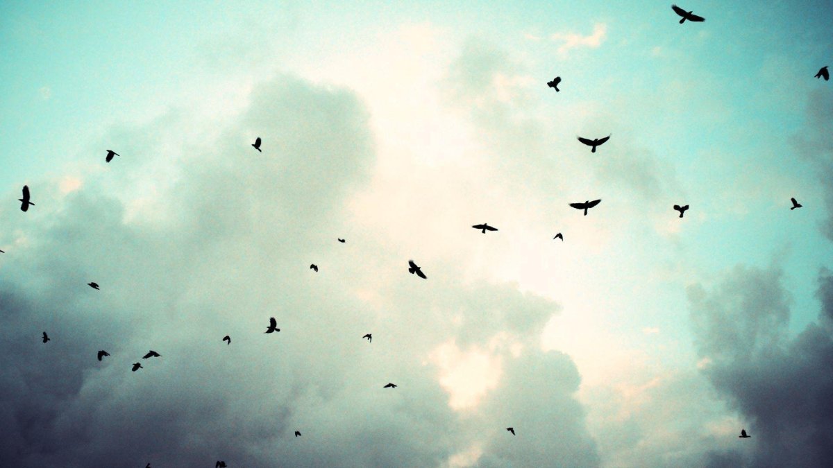 Улетающие птицы Эстетика