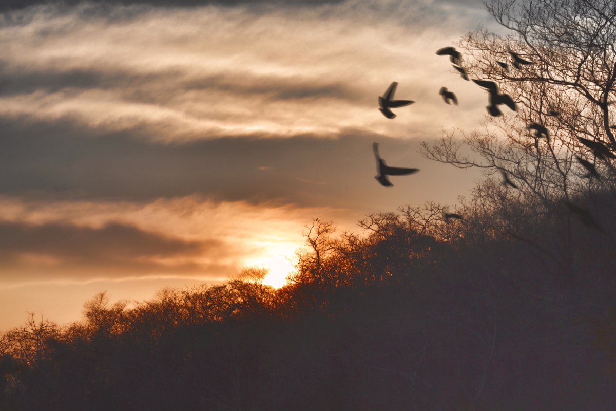 Море, Чайки