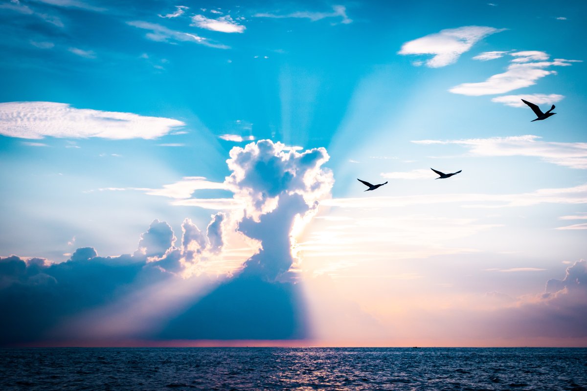 Птицы в небе летом