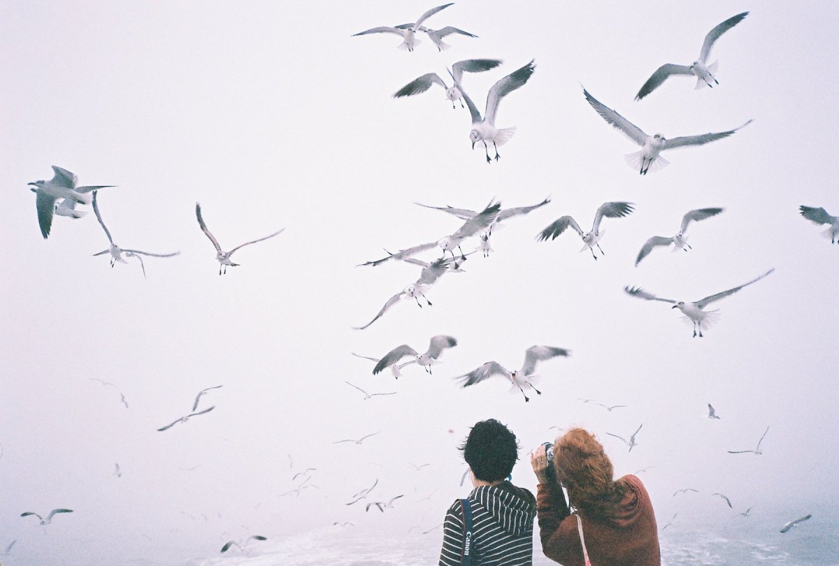 Птицы в небе