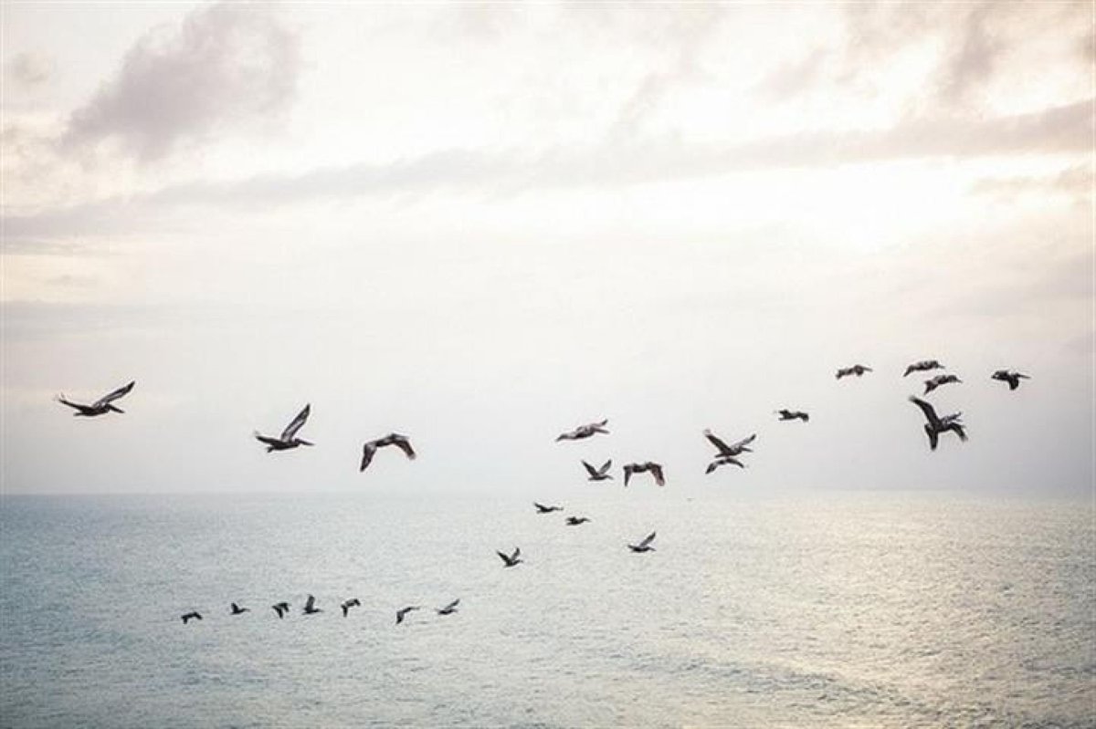 Птицы в небе