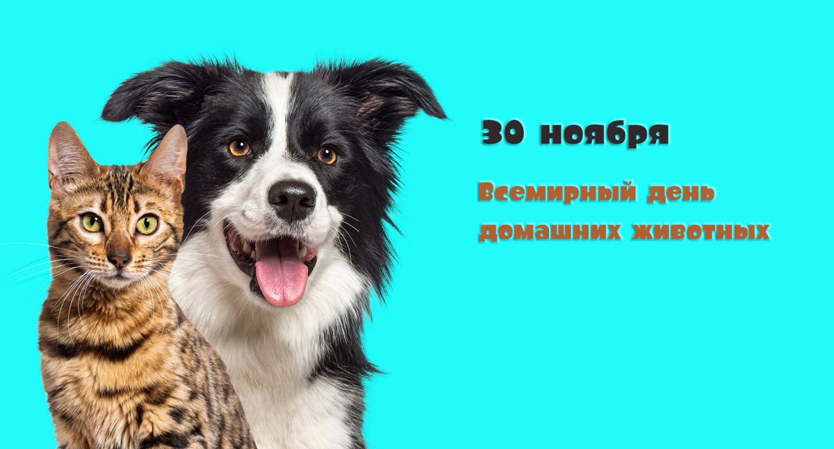 Всемирный день домашних животных