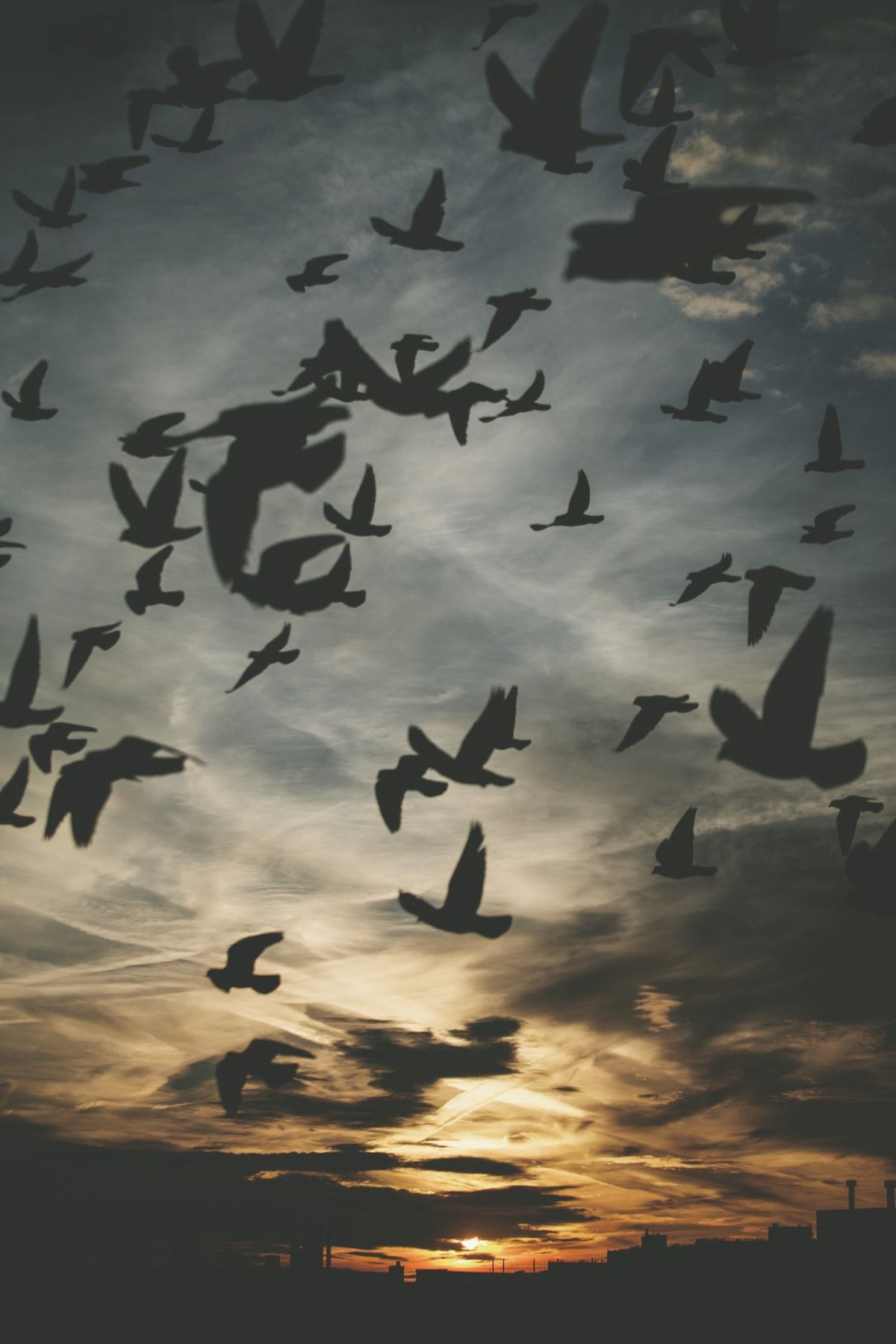 Птицы в небе и человек