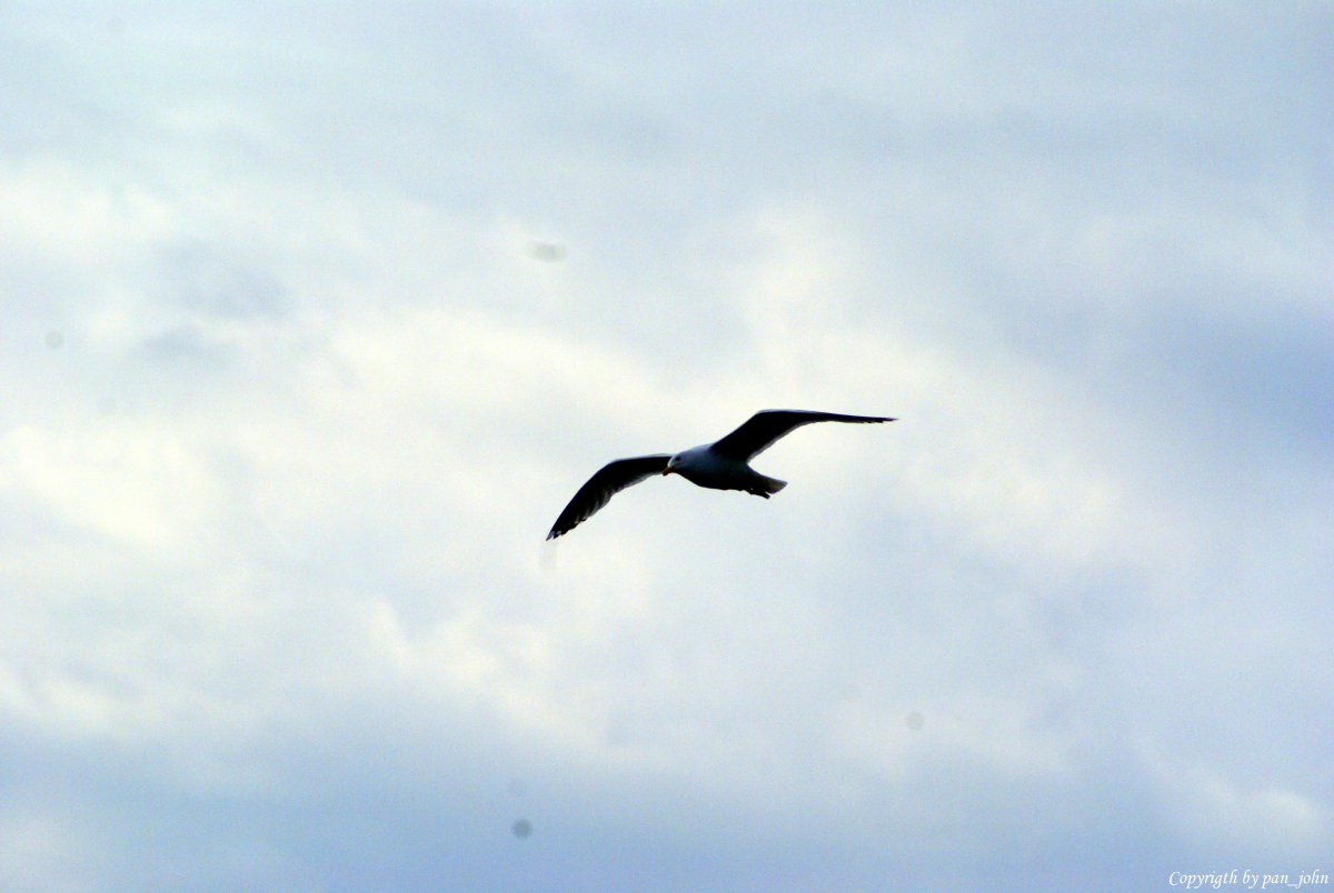 Ревущие Чайки