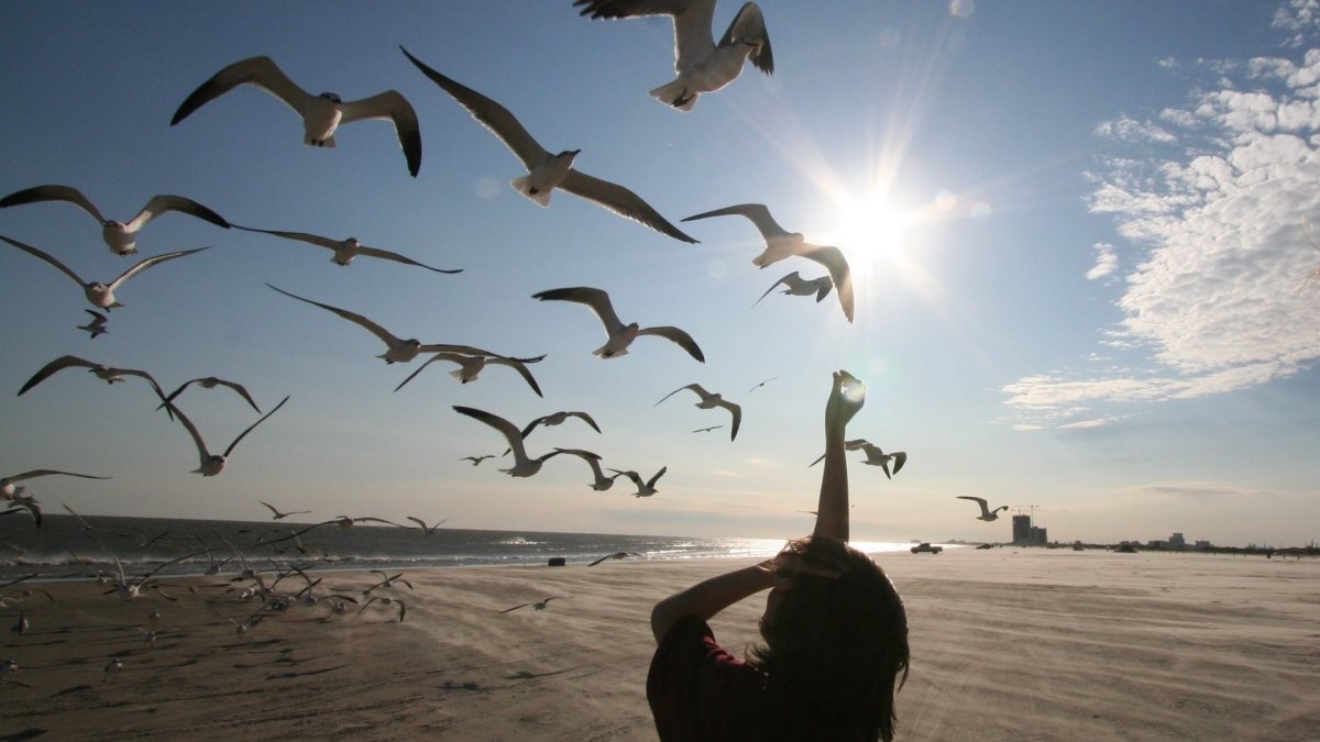 Птица в чистом небе