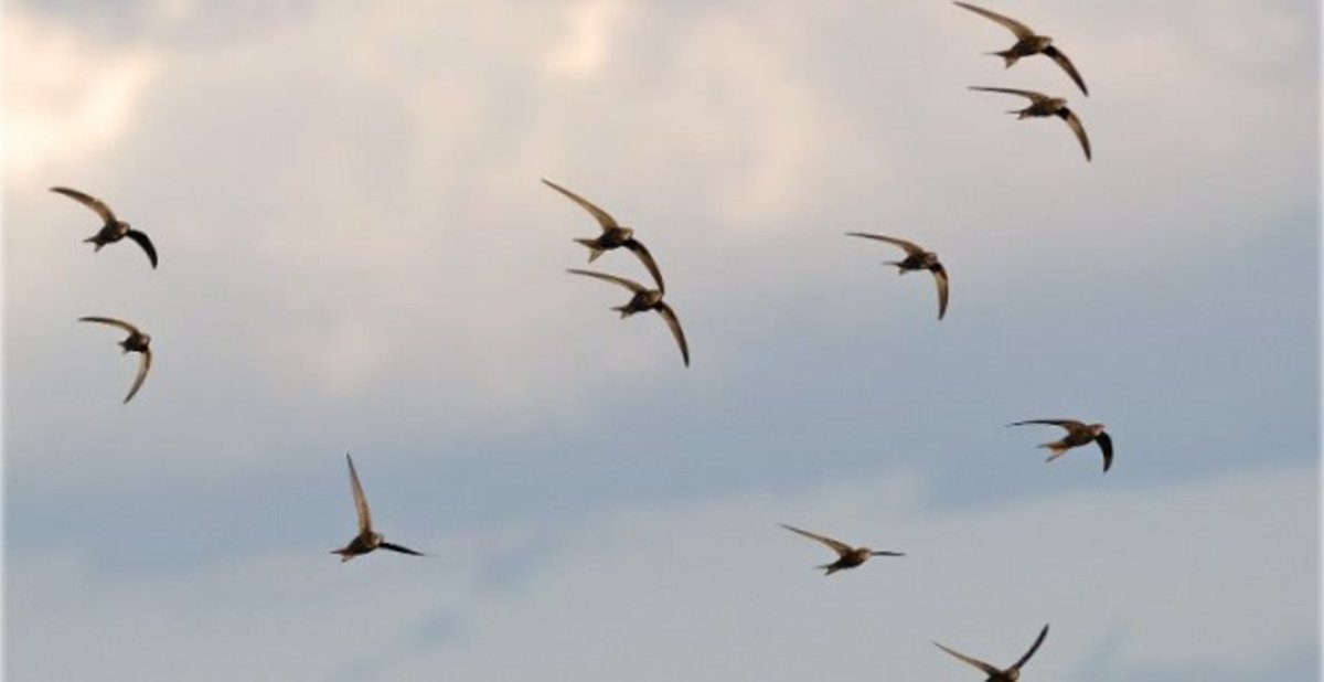 Море, Чайки