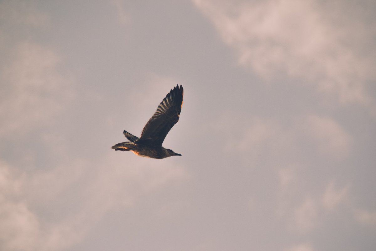 Косяк птиц над морем