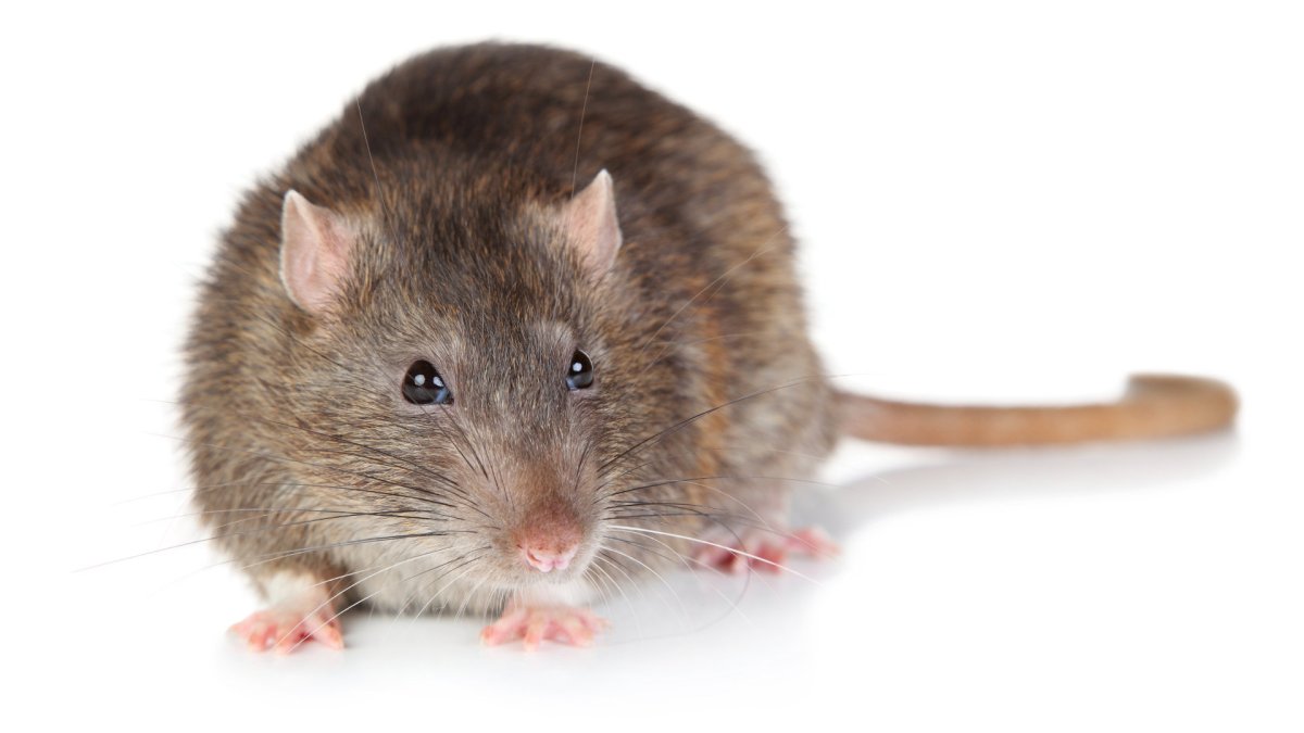 Нарисовать крысу