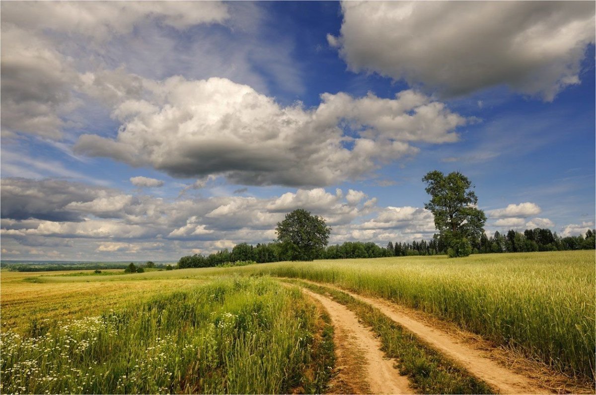 Пейзаж лето поле