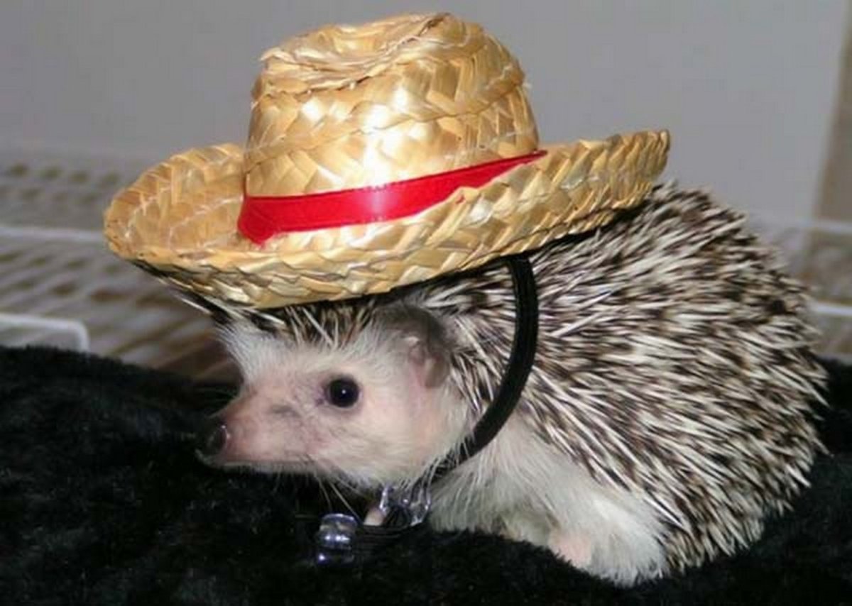 Декоративные Ежи смешные