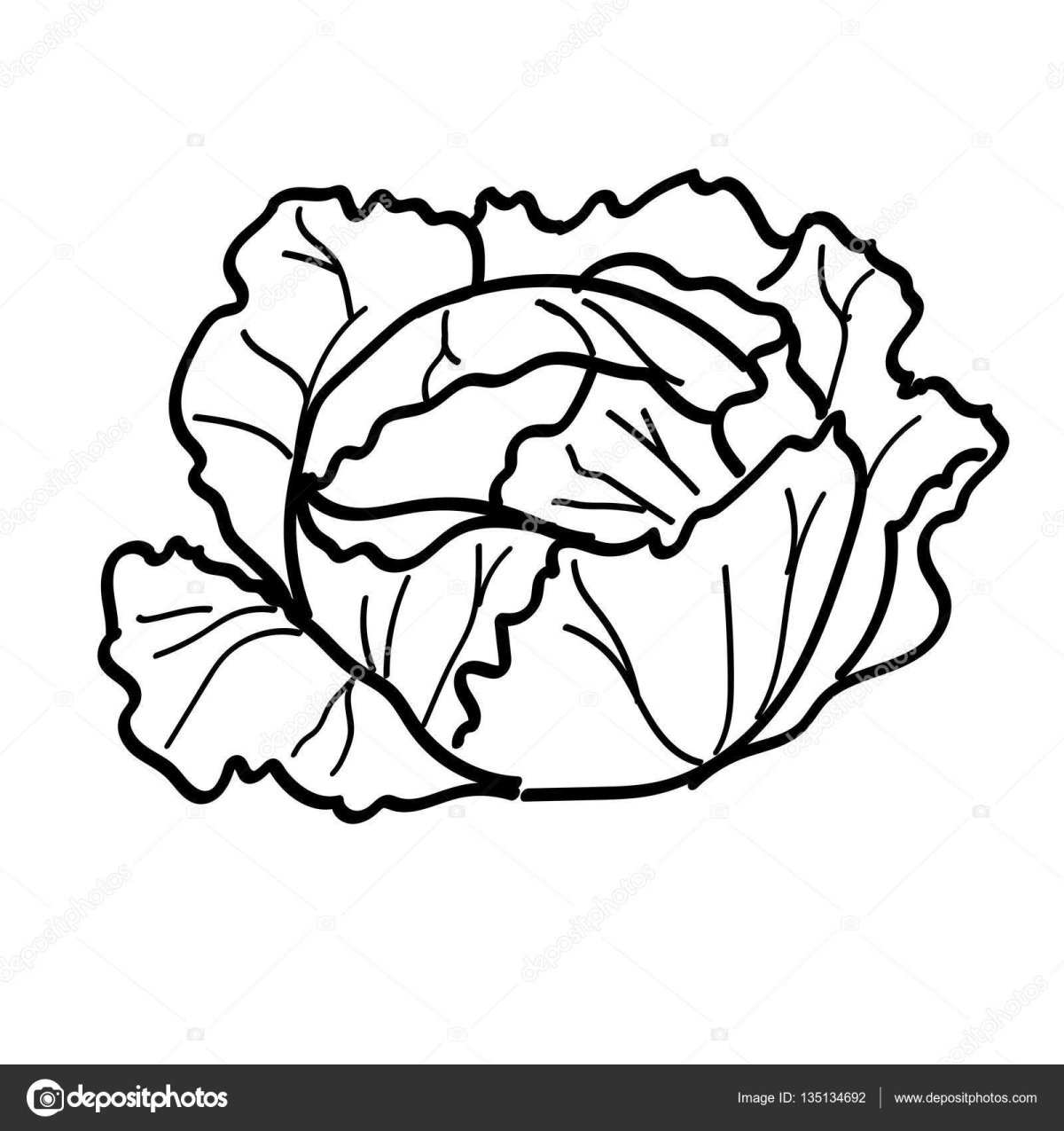 Капуста раскраска для детей 3-4 лет