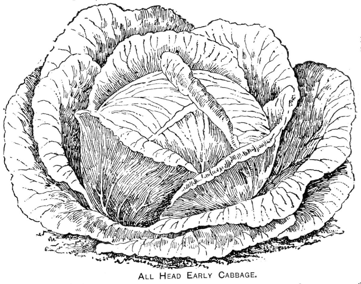 Капуста раскраска