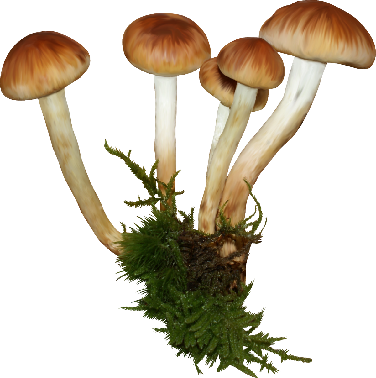 Ложные опята на белом фоне