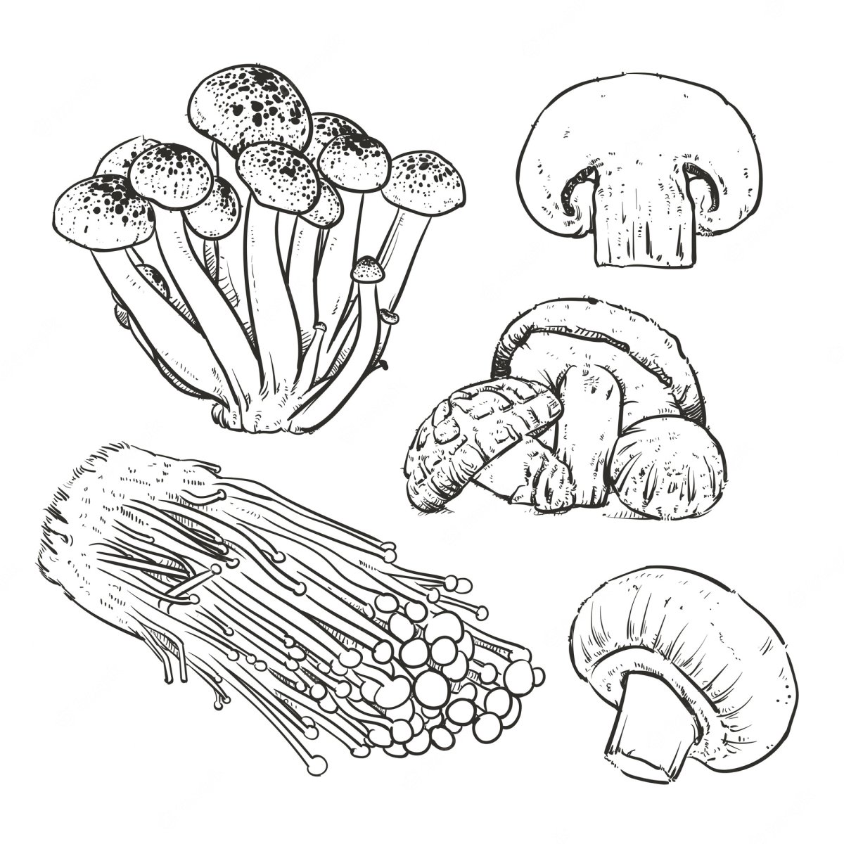 Шампиньоны Графика