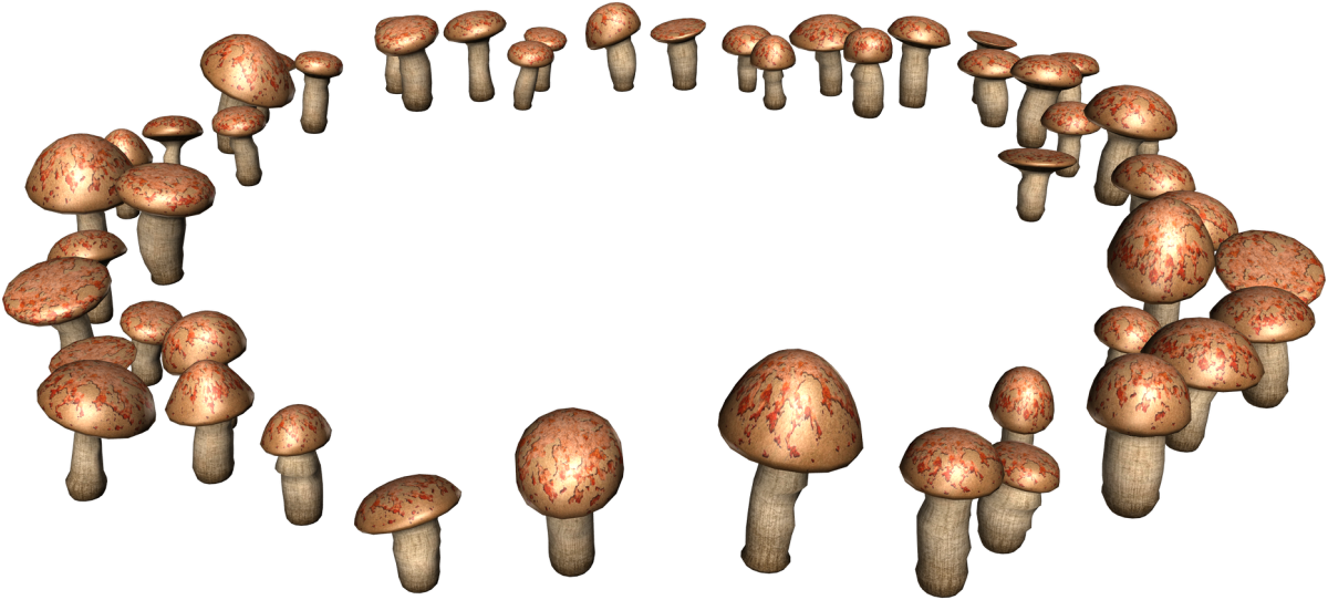 «Грибы для белки» (Комарова, с.36)