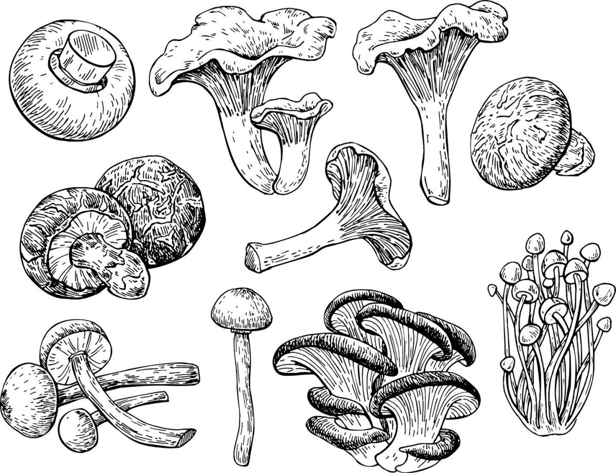 Графическое изображение грибов