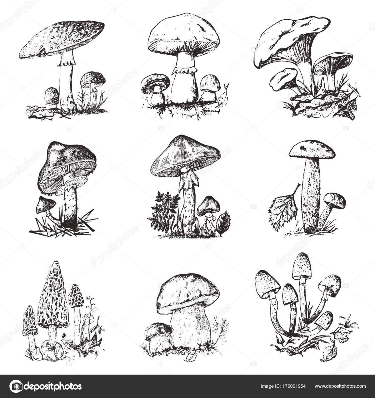 Рисунки грибов